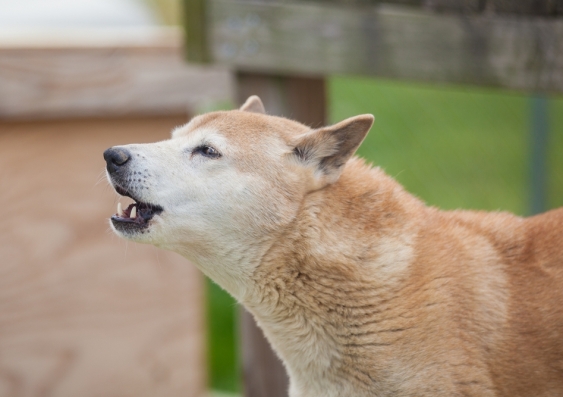 A New Guinea singing dog mid-howl