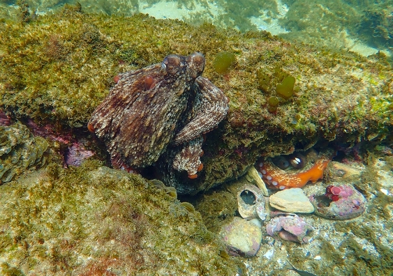 Two octopuses on a rock, one above and another hiding underneath
