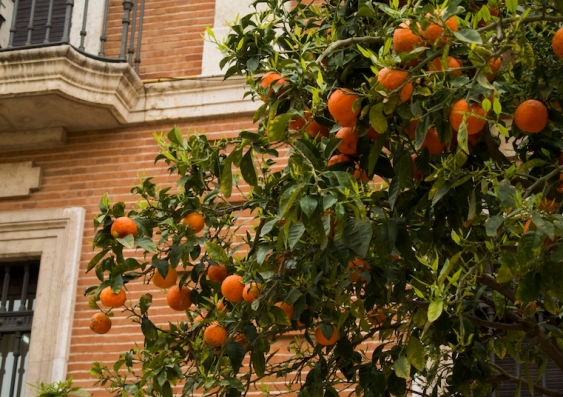 orange tree on the street