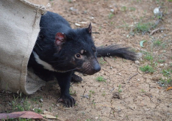 Tasmanian Devil sticks its head out from a bag