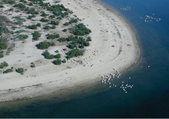 Small pelican breeding colony on Lake Wyara