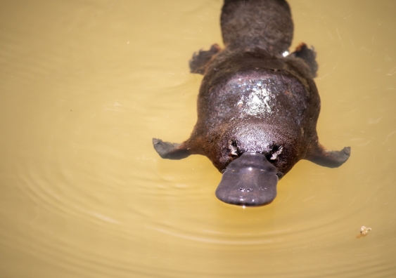 platypus floating in river water