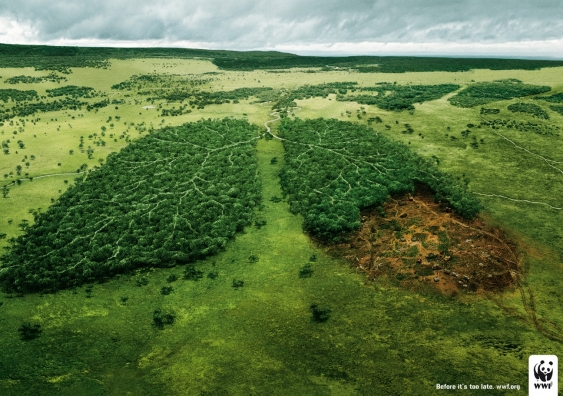 Aerial view of a forest in the shape of lungs being logged