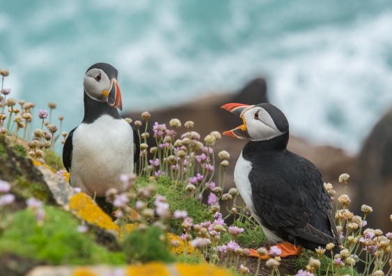 Two puffins standing by flowers