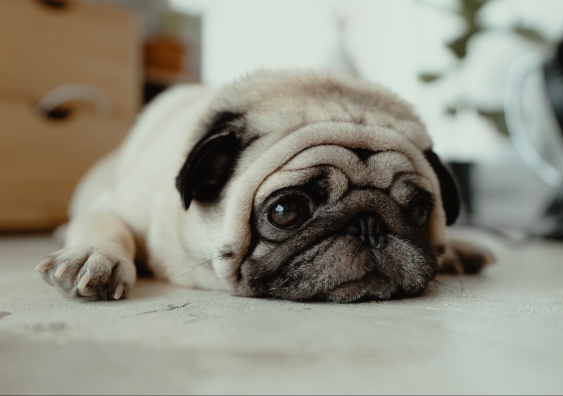 Pug with sad eyes lying on its belly