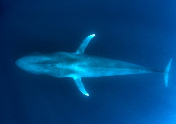 pygmy blue whale underwater