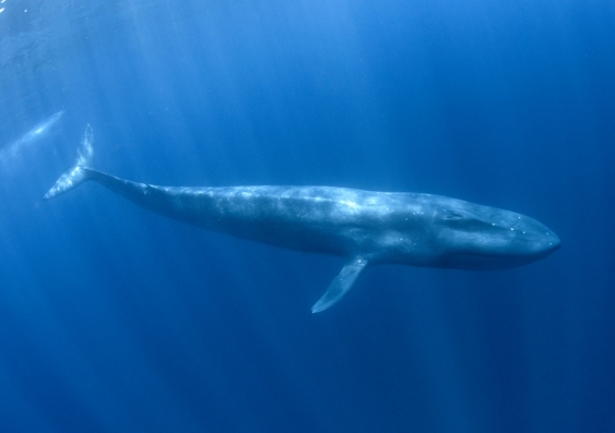 Pygmy blue whale swimming