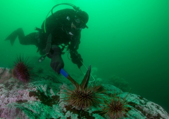 removing sea urchins for a kelp restoration project in gwaii haanas canada