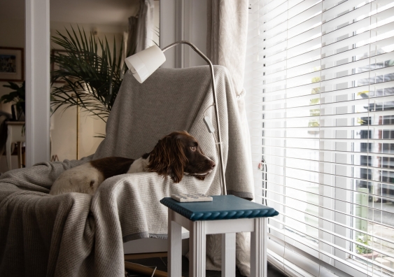 Sad-looking spaniel sitting on a lounge chair looking out the window to a dreary day