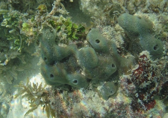 A sea sponge under water