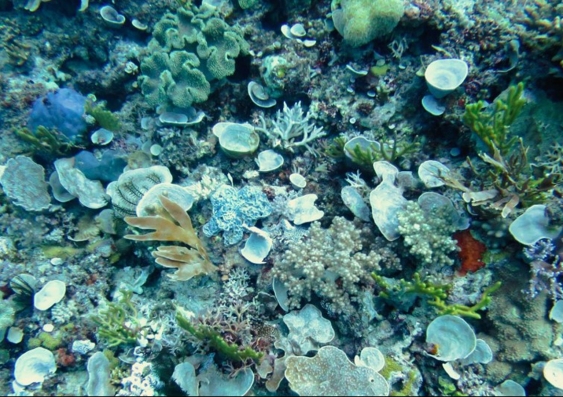 Sponge gardens on a tropical reef at the Great Barrier Reef