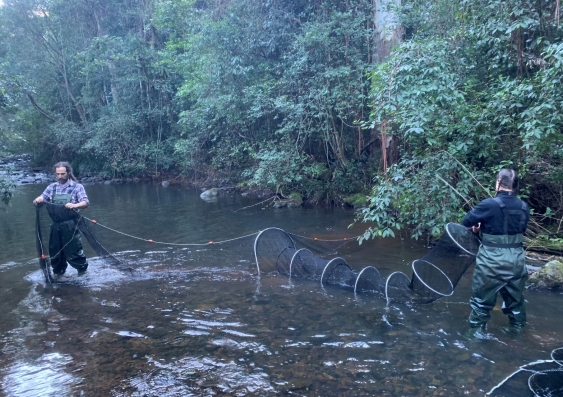 Gilad Bino and Tahneal Hawke setting up nets in a river to catch platypus