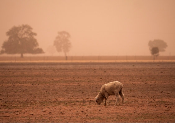 Sheep searching for food in dust storm