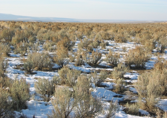 Sagebrush steppe near Idaho in the western United States 