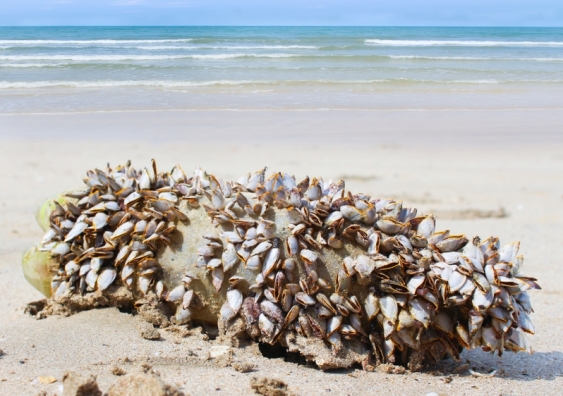 Lepas anserifera barnacles on a log on a beach
