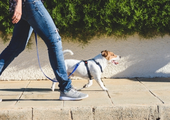 A person walks their dog on a leash
