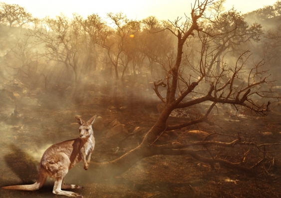 bushfire kangaroo