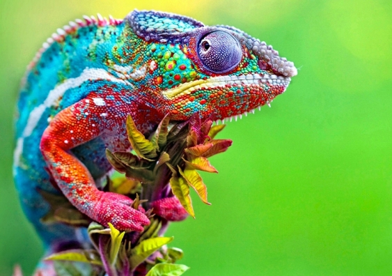 Brightly_coloured_chameleon_on_branch.jpg