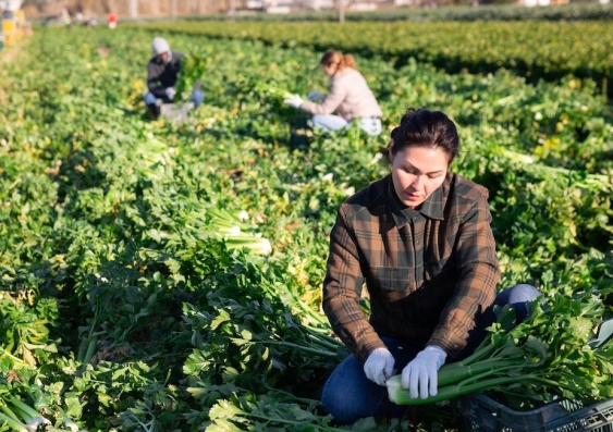 Woman picking celery with other workers