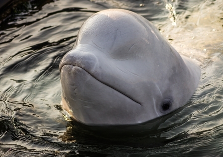 beluga whale russian spy