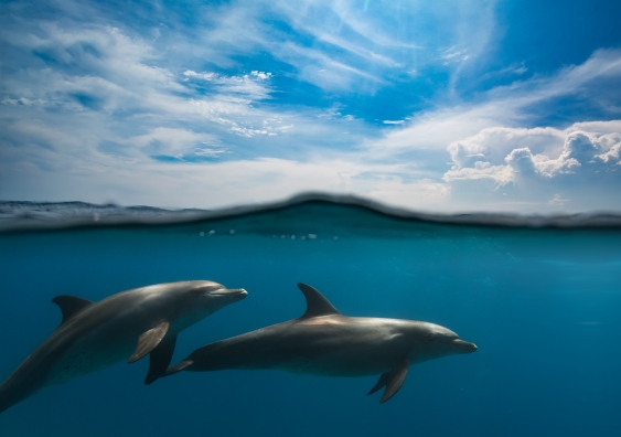 Wild dolphins swim in the sea