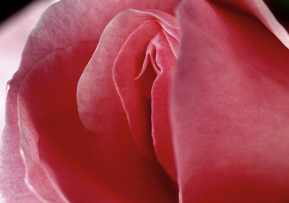 clitoris rose