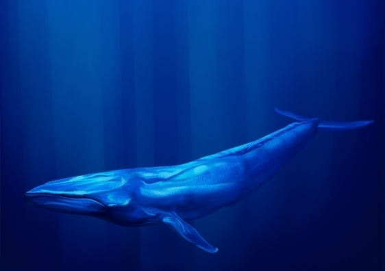Blue whales
