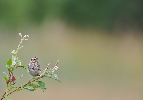 small bird sitting on a weed