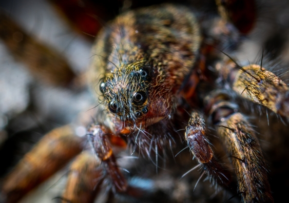 Close-up view of a hairy spider