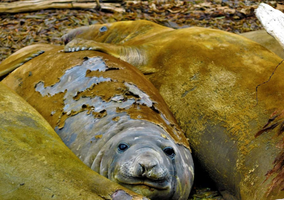 sub-adult male southern elephant seal