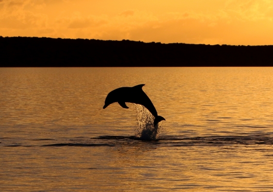 Dolphin leaping from Cape Rose.jpg