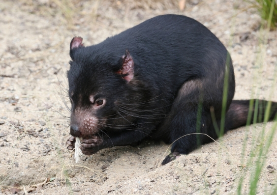 Tasmanian Devil eating, with either a feather or small furry tail sticking out of its mouth