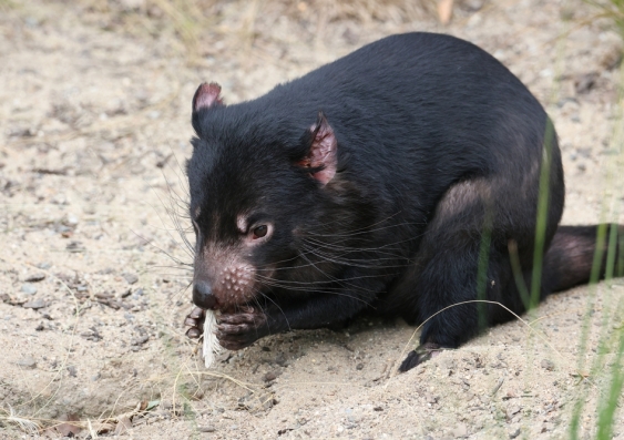 Tasmanian devil eating with a feather sticking out of its mouth
