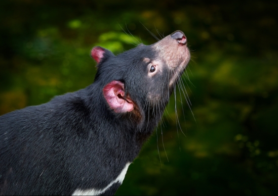 A Tasmanian devil looking up, showcasing its long whiskers