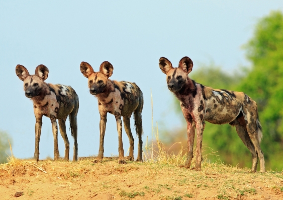 three african wild dogs stand on a sandy hill