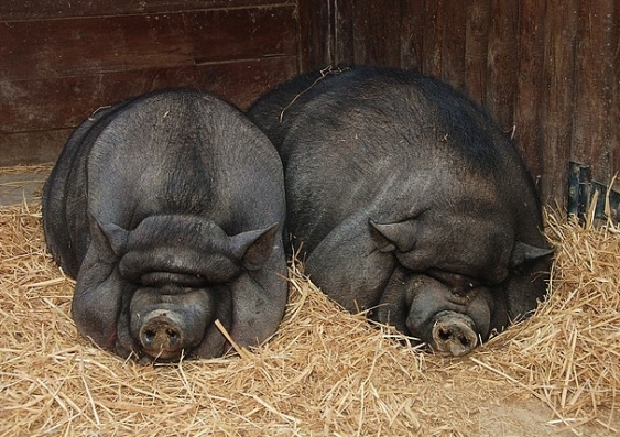 two wild pigs sleeping in hay