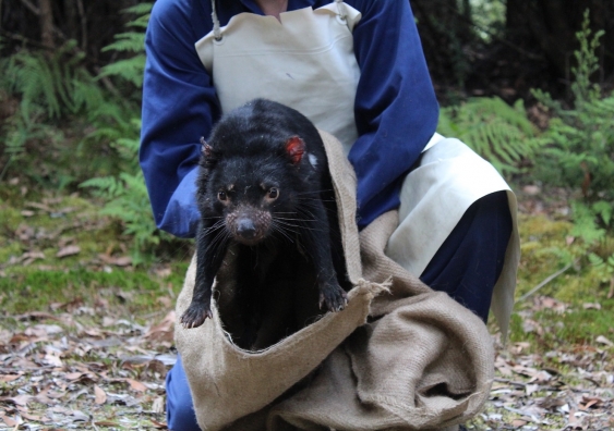 A Tasmanian Devil is released back into the wild