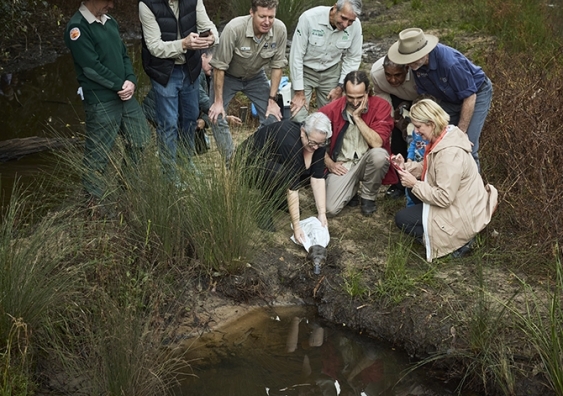 NSW State Environment Minister Penny Sharpe releases the first of the platypuses at Royal National Park
