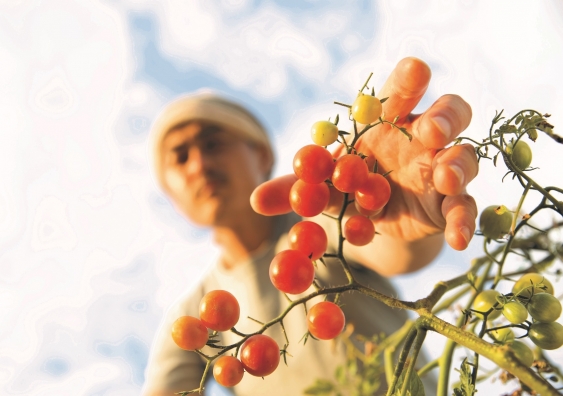 migrant worker fruit picking.jpeg