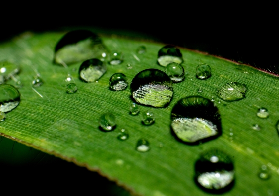water on a leaf exhibiting surface tension