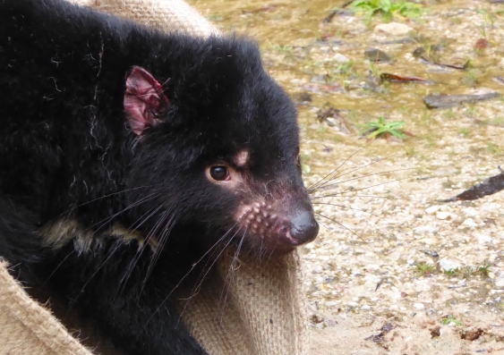 Close-up of a Tasmanian devil with long whiskers as it's being released back into the wild