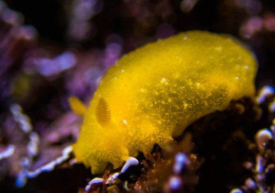 Bright yellow nudibranch