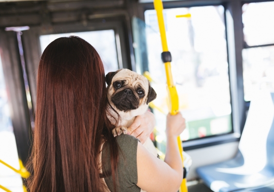 young person riding the bus with a pug