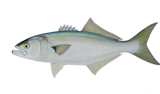 Tailor fish, bluefish, artist's impression