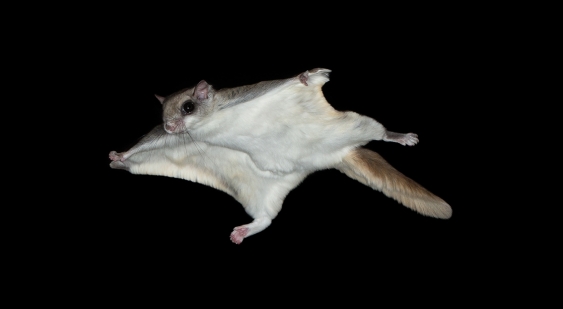 A flying squirrel