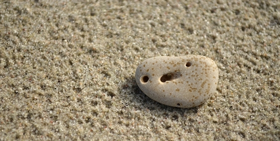 Shell with a face