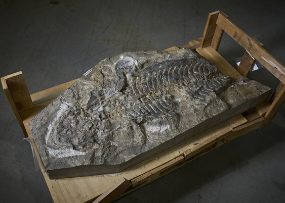 The Arenaerpeton supinatus fossil on a pallet