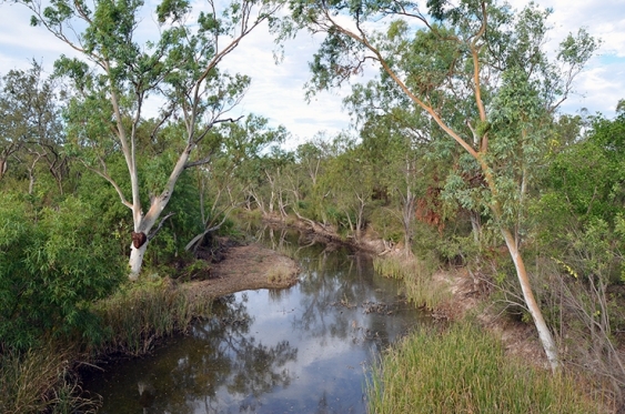 Trees, reeds and scrub line a still part of Surprise Creek, Northern Territory