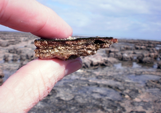 Close up of a layered rock held between thumb and forefinger with coastal background