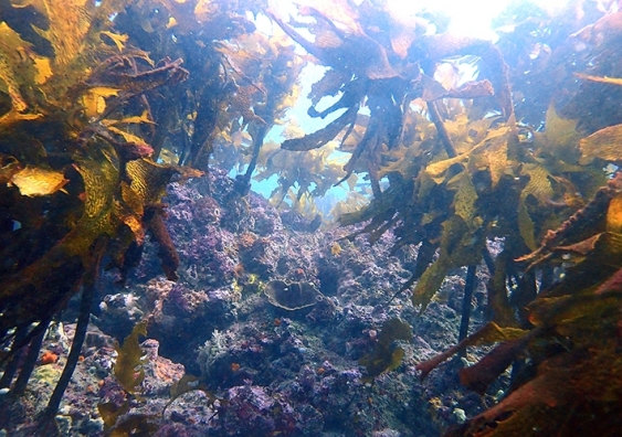 A kelp forest on a temperate reef